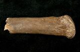 Small Theropod (Raptor) Partial Limb Bone - Hell Creek Formation #12796-1